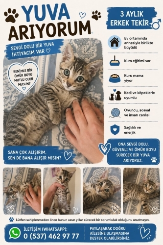 Yavru Tekir Erkek 3 Aylık Yuva Arıyor fotoğraf