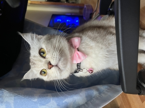 Sakin,sevecen bir kedi fotoğraf