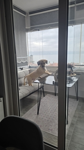 Aile Sıcaklığına Alışkın, Çok Uysal Oğlumuza Acil Yuva Arıyoruz. fotoğraf