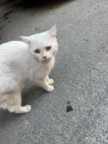 Sokakta bulduğumuz biritish kısır kedi fotoğraf