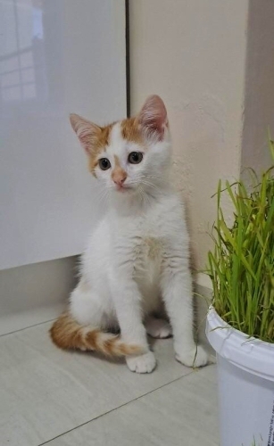 MİNİK ADAM KAJU,AİLESİNİ ARIYOR fotoğraf