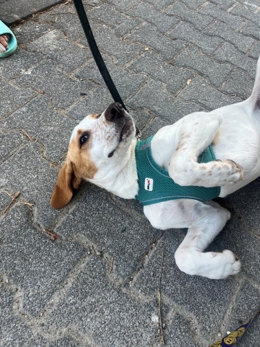 7 Aylık Uysal ve Dost Canlısı Pointer fotoğraf
