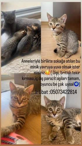 Adana ili için Fındık burunlu yavrulara yuva arıyorum fotoğraf