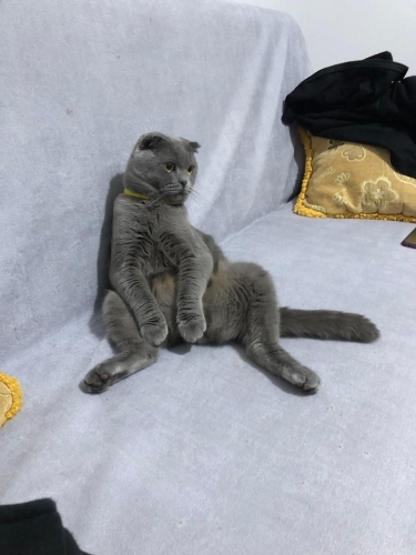 Kedimi sahiplendiriyorum fotoğraf