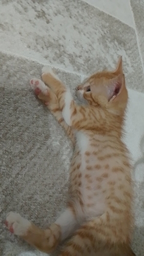 Minik yavru kediye Yuva ilanı fotoğraf
