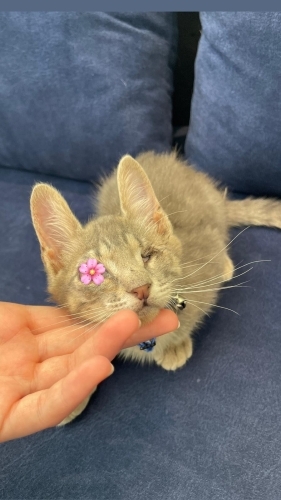 Dünyayı göremiyorum ama seni tüm kalbimle görebilirim😿 fotoğraf