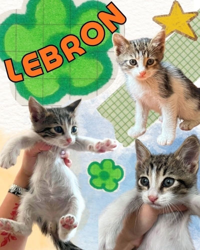 MİNİK LEBRON YUVASINI ARIYOR fotoğraf
