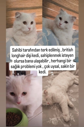 Sokağa terkedilmiş , uysal , sevimli pamuk fotoğraf