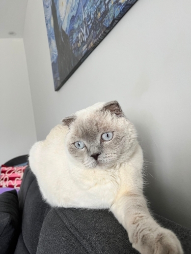 PAMUK KEDİM AİLE ARIYOR fotoğraf