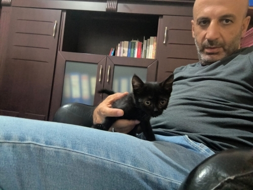 Acil yuva arayan bebek kedi fotoğraf