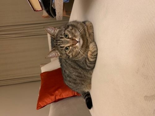 Bu kedi sarılmayı bilir, dışarı çıkmaz. Balkon cam önü sever. fotoğraf