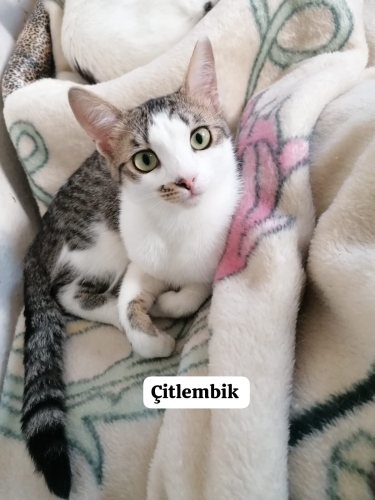 Dünya güzeli Çitlembik için güvenli bir yuva arıyorum. fotoğraf