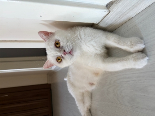 Onu sokaktan buldum şuan geçici yuvasında çok uyumlu ve tatlı bir kedi fotoğraf
