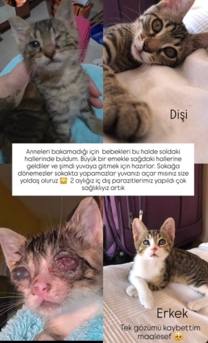 Toti ile poti yuva arıyor fotoğraf