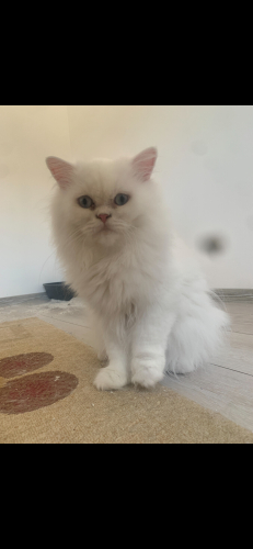 Maviş oğlumuza yuva arıyoruz fotoğraf