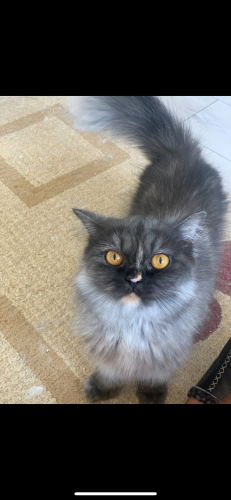 Güzel kızımıza yuva arıyoruz fotoğraf