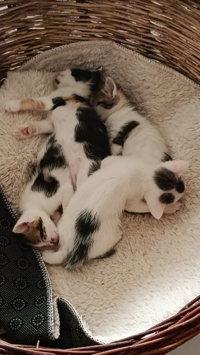 Yeni yuvasını arıyor fotoğraf