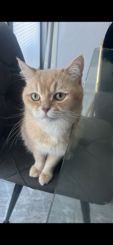 Burçak’a yuva arıyorum fotoğraf
