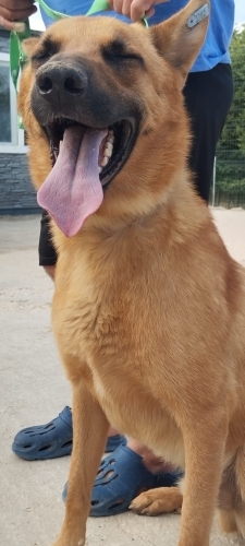 2 yaşında oğlumu ücretsiz sahiplendiriyorum. fotoğraf