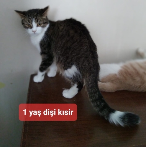 COK SAKIN VE UYSAL ( ARTEMIS ) fotoğraf