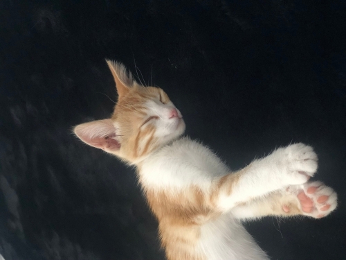 Erkek Yavru Sarman fotoğraf