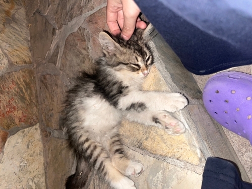 İki tane yavru kedi annesiz fotoğraf