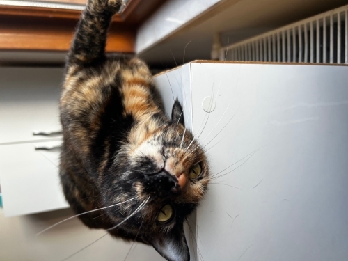 🧡 Eşsiz Kaplumbağa Desenli (Tortoiseshell) Kedimize Ömürlük Yuva fotoğraf