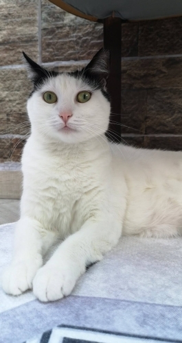 Sevgi Dolu ve Uysal Dostuma Ömürlük, Güvenli Bir Yuva Arıyorum 🐾 fotoğraf