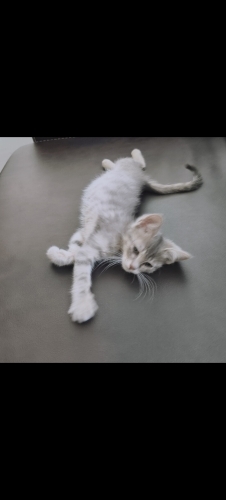 Gümüş gri 6 haftalık erkek kedi acil yuva lazım fotoğraf