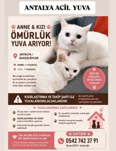 Sahipleri tarafından aldım barınaga bırakılıcaktı şuan geçici yuvadalar fotoğraf