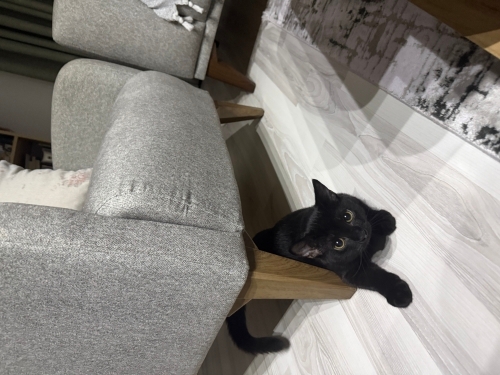 Oyuncu bir yavru kedi fotoğraf