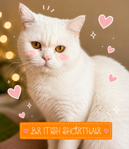 Ücretsiz sahiplenme British kedi fotoğraf