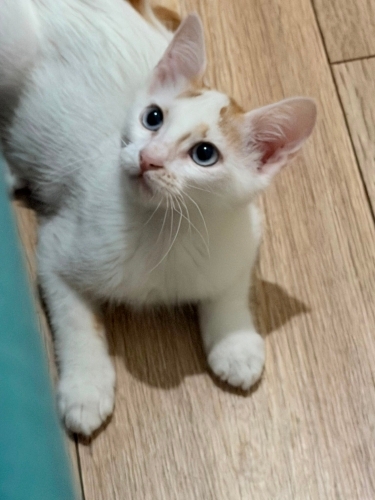 MAVİ YUVA ARIYOR fotoğraf