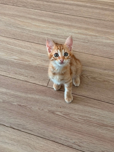LEO YUVA ARIYOR fotoğraf