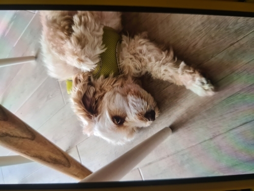 Çok uysal terrier fotoğraf