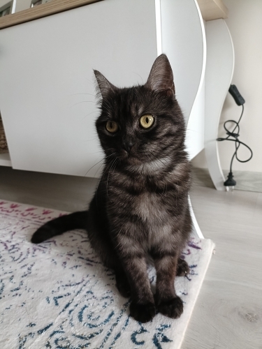 kızımıza yuva arıyoruz fotoğraf