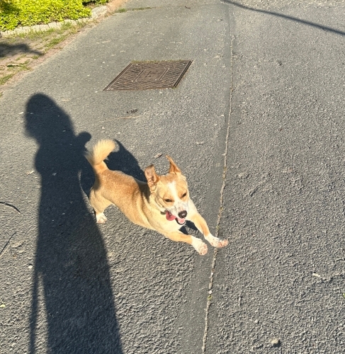 Yol kenarında terk edildi 2 yaşında çok enerjik fotoğraf