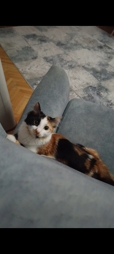Lütfen cok acil sokağa bırakmak zorunda kalacağız fotoğraf