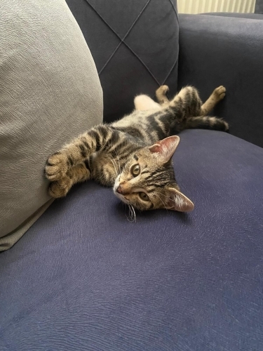ZIpır'ım yuva arıyor :( fotoğraf
