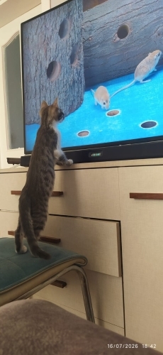 Şezo kızımıza acil yuva fotoğraf