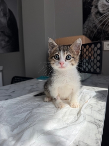 Engelli Kedi Kekik Yuva Arıyor fotoğraf