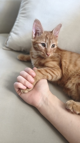 Sevimli yavrumuza kalıcı yuva fotoğraf