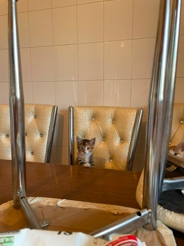KARDEŞ KEDİLER YUVA İLANI fotoğraf