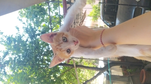 Oyuncu Yavru Kedi fotoğraf
