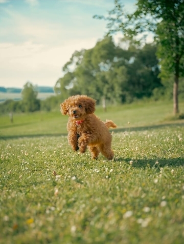 🎉ÜCRETSİZ SAHİPLENDİRME TOY POODLE YAVRULARI fotoğraf