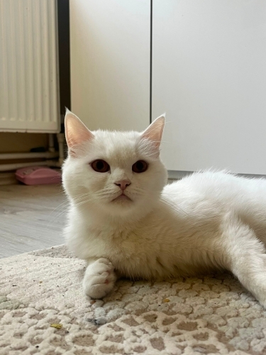 Ömürlük yuva arıyoruz fotoğraf