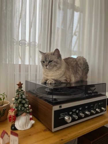 Dişi british kedi fotoğraf