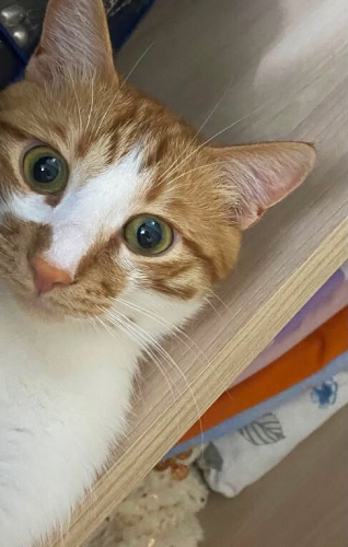 MARS EV KEDİSİ KISIR ERKEK ÖMÜRLÜK YUVA ARIYOR fotoğraf