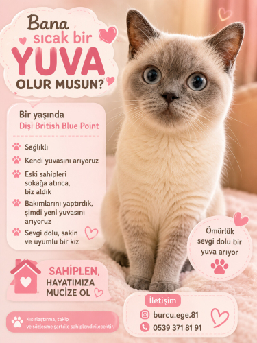 Acil british ömürlük yuvasını arıyoruz fotoğraf