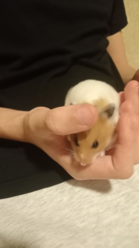 Minik hamster sahiplendirme fotoğraf